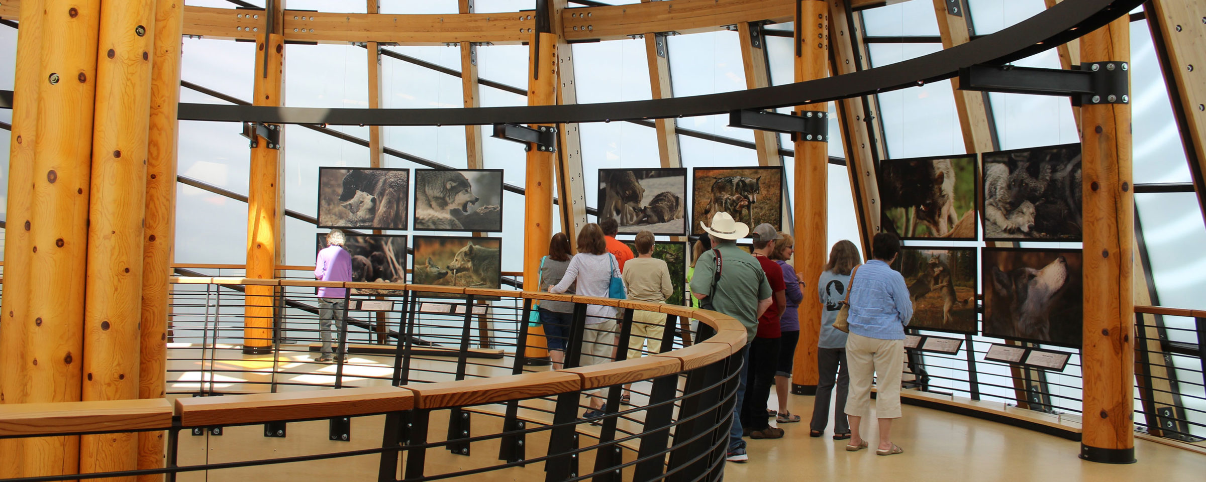 image of museum wolves exhibit